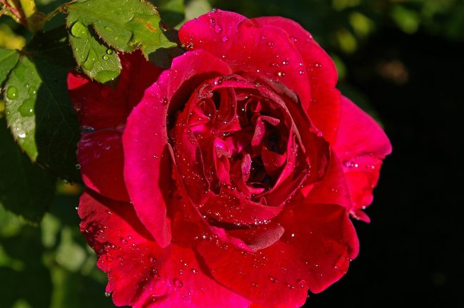 rose-1484737_1920 personality disordered