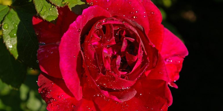 rose-1484737_1920 personality disordered